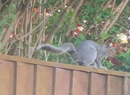 A squirrel visitor in Southport. Photo by Steve Mitchell