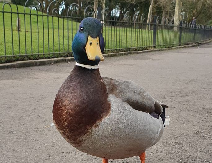 A duck enjoying the Spring weather at Botanic Gardens in Churchtown in Southport. Photo by Gina Bellhouse