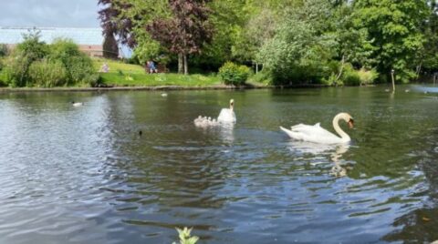 Appeal after yobs threaten Botanic Gardens swans and climb on school roof