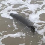 Soutport Coastguard helped to rescue a stranded dolphin on Southport Beach