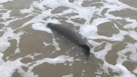 Porpoise stranded at Southport Beach rescued by Southport Lifeboat and Coastguard