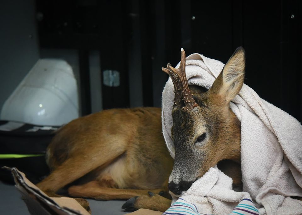 This deer was rescued by Southport Police.
