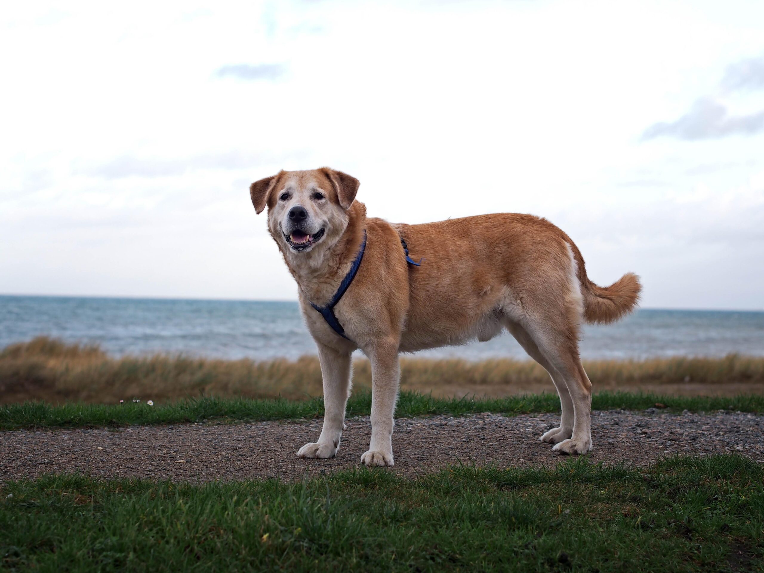 Dog owners and local residents are being asked for their views on a new look Public Space Protection Order (PSPO) in Sefton