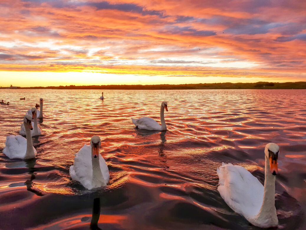 David Jones winning entry of Swans at Sunset beat over 180 other entries in the Compassion Acts photo competition, in association with Stand Up for Southport