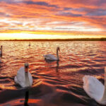 David Jones winning entry of Swans at Sunset beat over 180 other entries in the Compassion Acts photo competition, in association with Stand Up for Southport