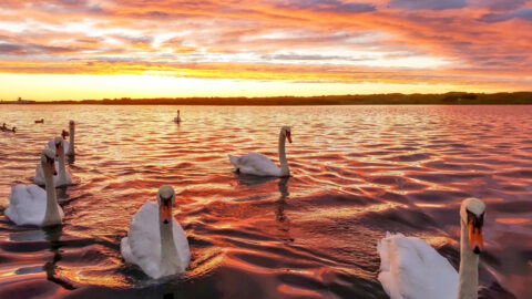 Swans at Sunset wins Southport Foodbank and Stand Up For Southport photo competition