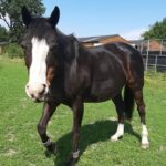 Shy Lowen Horse and Pony Sanctuary in Netherton wants to secure a long term lease on its land