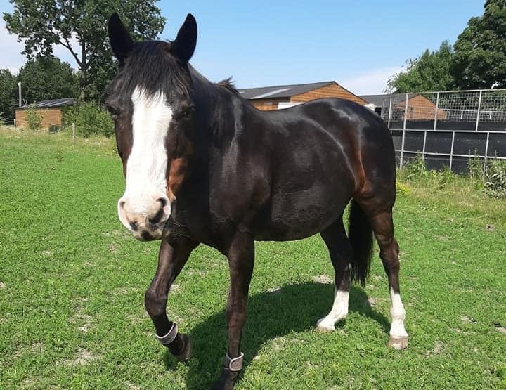 Shy Lowen Horse and Pony Sanctuary in Netherton wants to secure a long term lease on its land