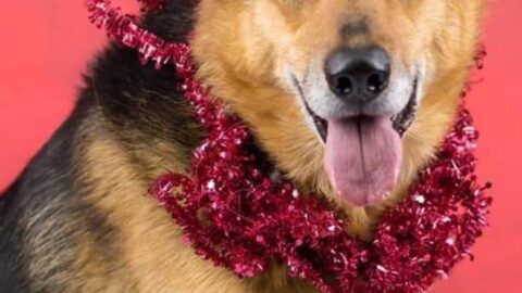 Bailey enjoys first Christmas with new owners four years after being abandoned as Freshfields launches appeal