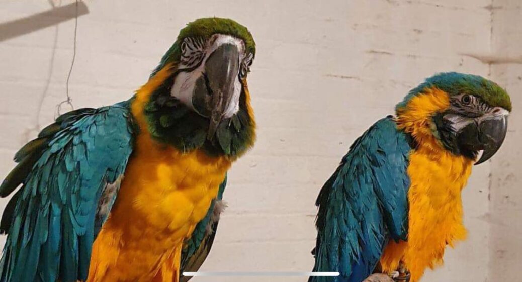 Leo (left) and his new mate at Botanic Gardens Aviary in Churchtown in SouthportLeo (left) and his new mate at Botanic Gardens Aviary in Churchtown in Southport