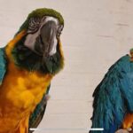 Leo (left) and his new mate at Botanic Gardens Aviary in Churchtown in SouthportLeo (left) and his new mate at Botanic Gardens Aviary in Churchtown in Southport