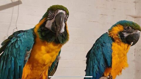 Macaw in Southport finally finds new mate after 13 years looking for love