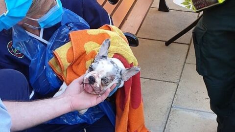 Firefighters rescue young French bulldog puppy in distress in Ainsdale