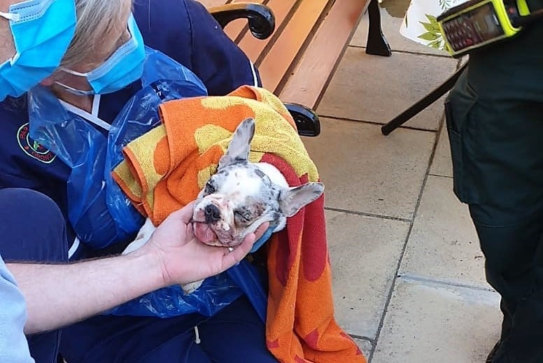 Merseyside Fire & Rescue came to the rescue of a French bulldog puppy in distress in Ainsdale in Southport