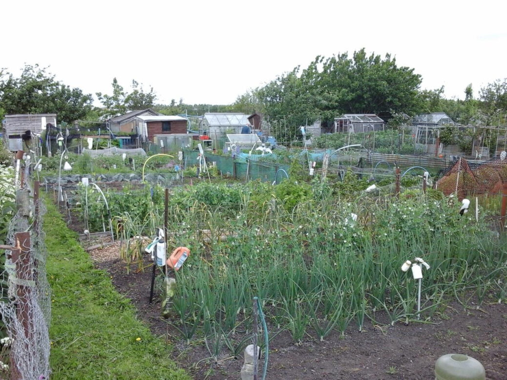 An allotment in Birkdale in Southport. Photo by Sefton Council