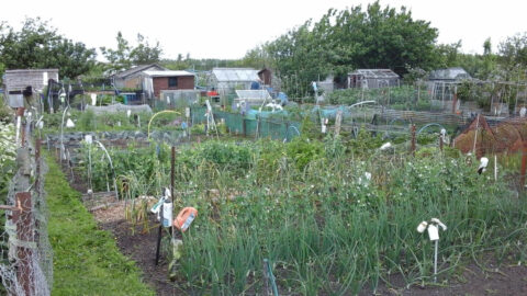 Desire for allotments boomed during pandemic as Sefton Council launches consultation