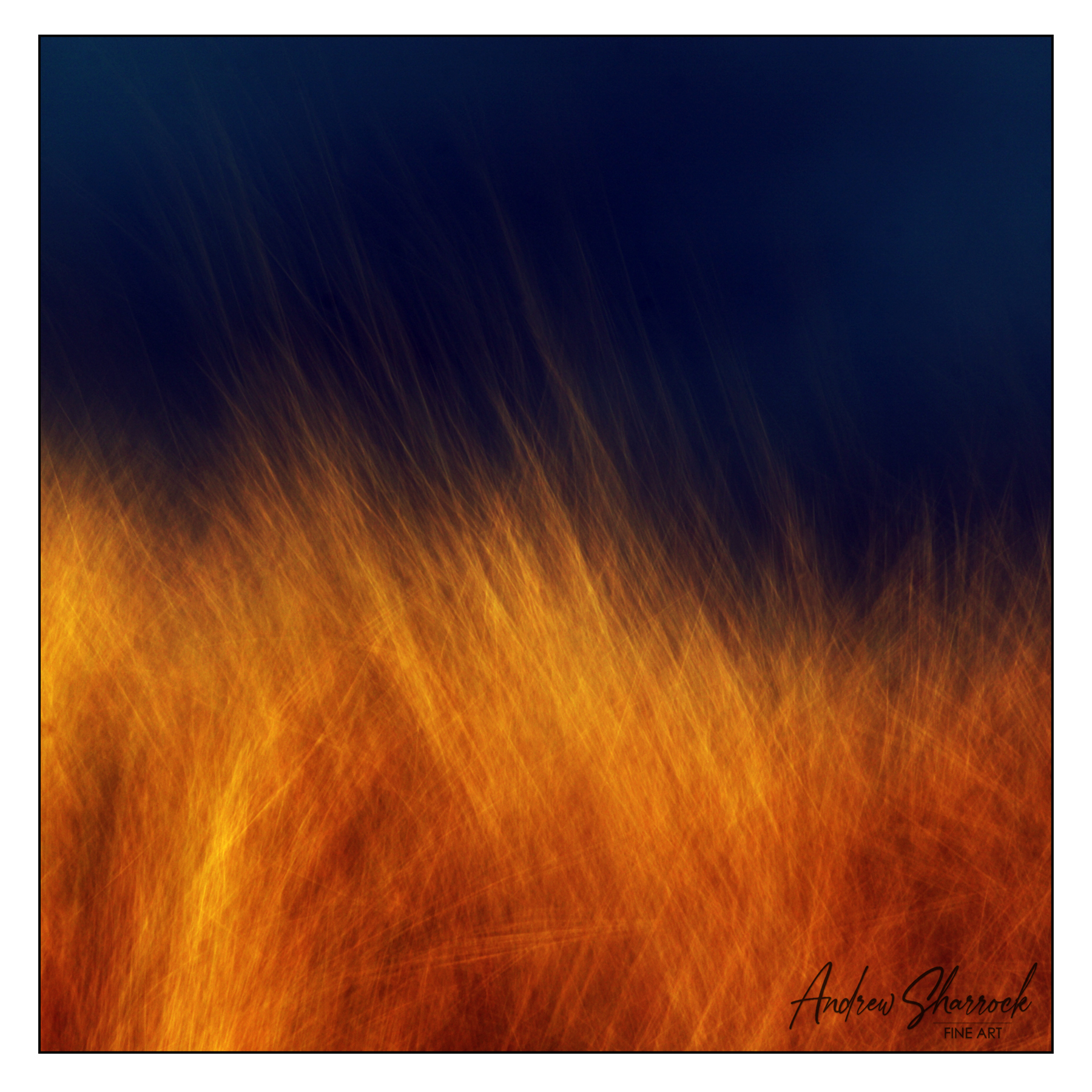 Dune Grass by Andrew Sharrock
