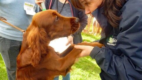 Woodlands Animal Sanctuary hosts Dog Show this July with awards for best pets