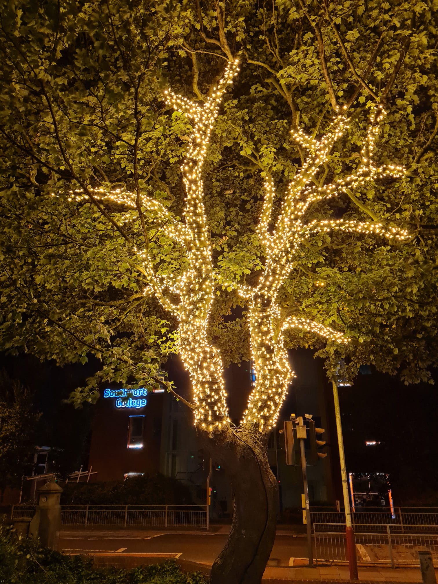 A tree outside Southport College has been lit up by local lighting firm IllumiDex UK Ltd