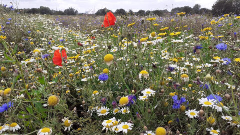 Wildflower meadows in parks as Green Sefton unveils measures to boost biodiversity