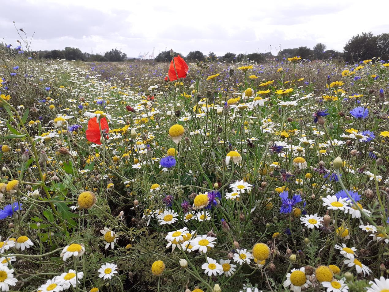 A wildflower meadow at Rimrose Valley