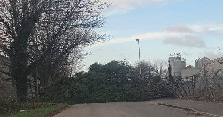A tree down on Crowland Street in Southport due to Storm Arwen. Photo by Katherine Cadwell 