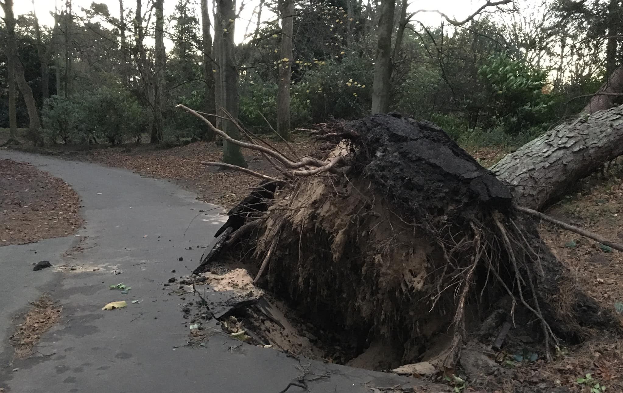 A tree blown down in Hesketh Park in Southport. Photo by Southport parkrun