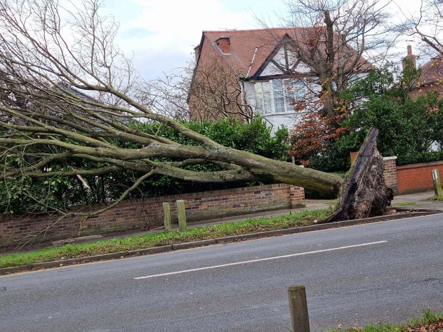 A tree was knocked over by Storm Arwen on Scarisbrick New Road in Southport. Photo by Michelle Suzanne