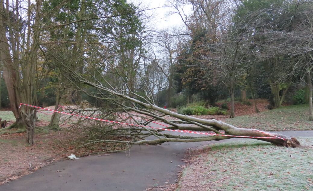 A tree blown over during Storm Arwen at Botanic Gardens in Churchtown in Southport. Photo by Andrew Brown Media