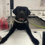 Hamish, one of the patients at Vets4Pets at Ocean Plaza in Southport