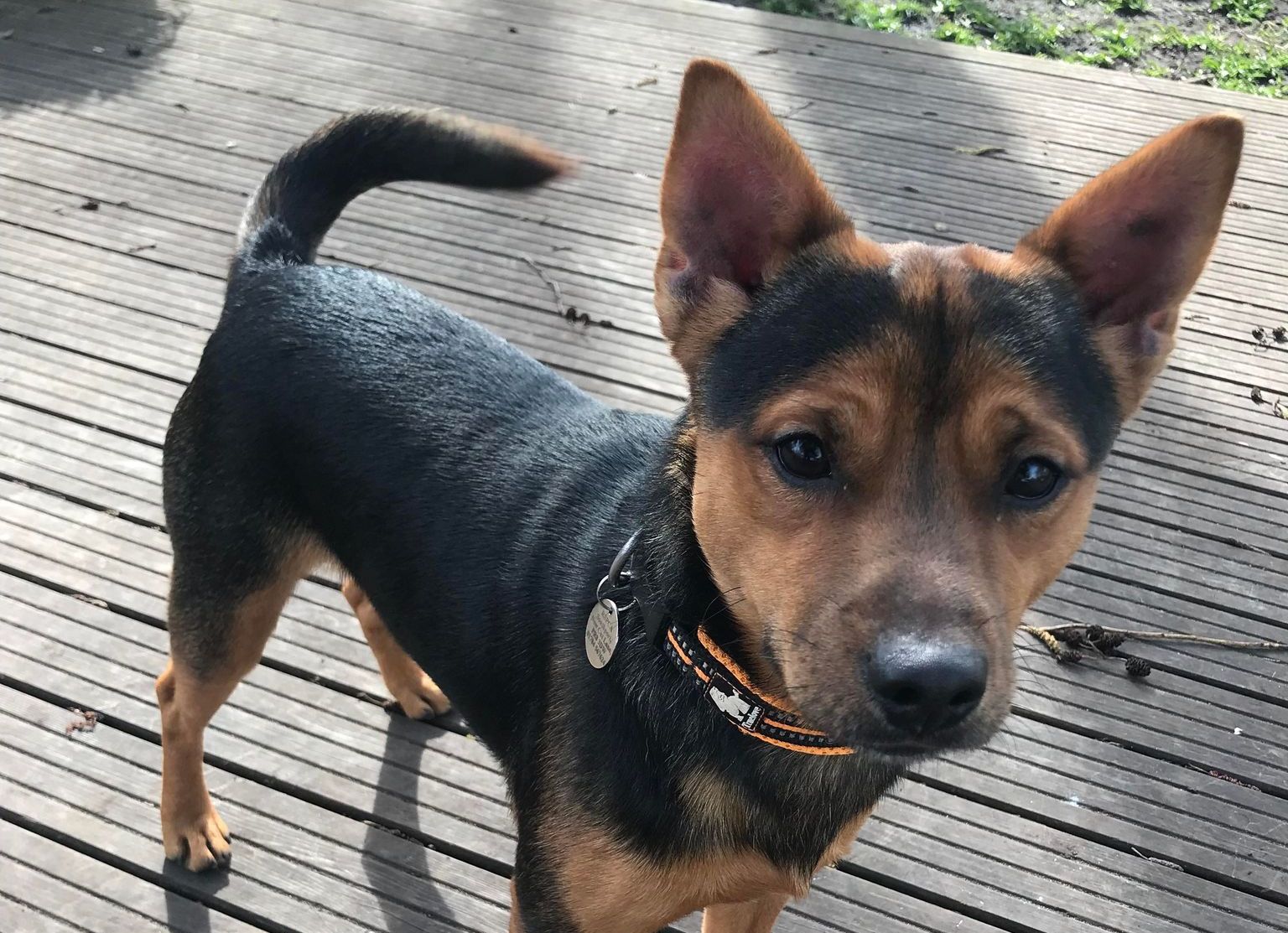 Barney, one of the animals seeking a new home at the Southport and District RSPCA centre