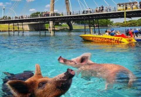 Swimming pigs, the Carousel in reverse and a new airport – Southport’s best April Fool’s Day gags