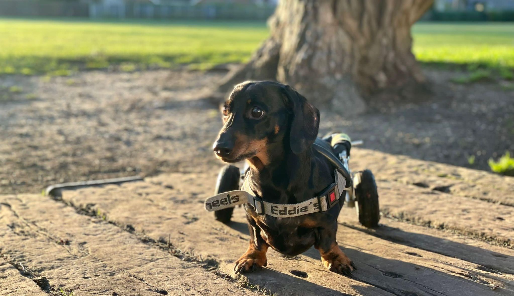 Dennis the Dachsund from Southport