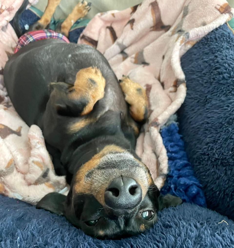 Dennis the Dachsund from Southport