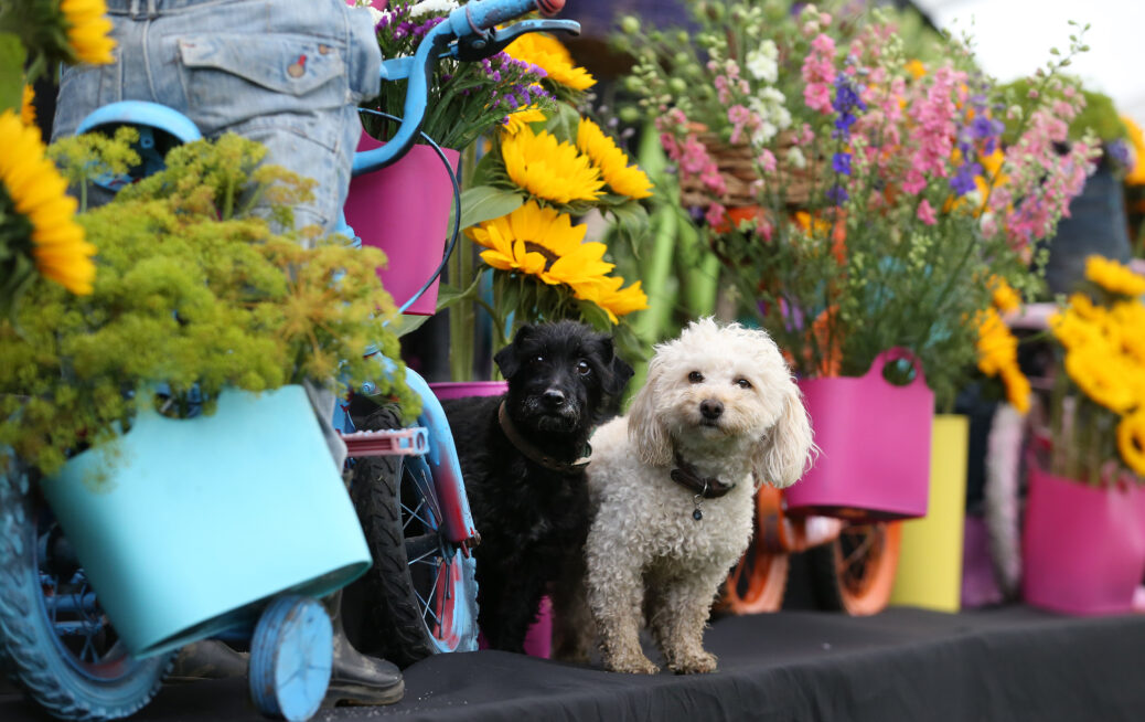 Southport Flower Show. Archie and Teddy took a shine to the Poplar Farm Display from Downholland West Lancs. Picture by Gareth Jones