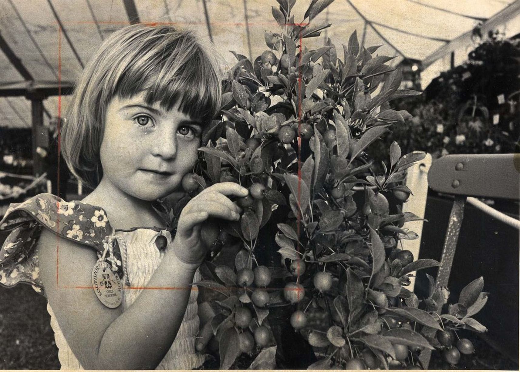 Three-year-old Helen Slinger from Hesketh Bank with a Bonsai crab apple tree at the 1976 Southport Flower Show