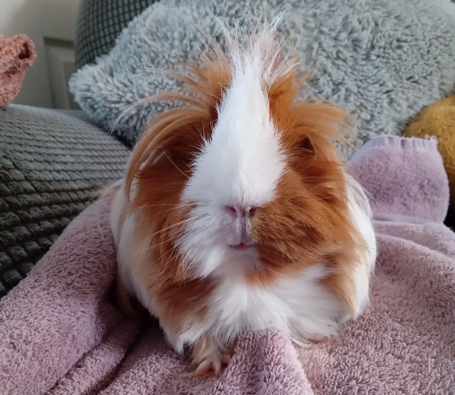 Maggie May the guinea pig