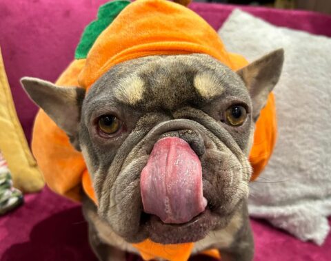 Tom the Frenchie invites pets to get ready for Jollyes Southport Halloween day this Saturday