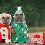 Barklays dog friendly cafe in Churchtown is holding a special Christmas party for pets