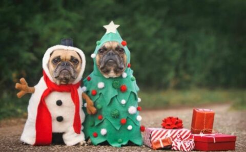 Barklays dog friendly cafe in Churchtown hosts Christmas Pawty for pets