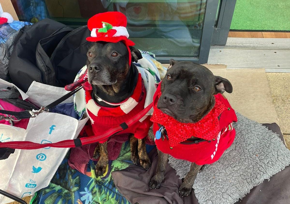 Brodie and Rogue. Photo by Di Doherty  One of the entries in the Festive Pets competition run by Barklays dog friendly cafe in Churchtown in Southport