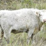 Six Shorthorns will be grazing the fenced enclosure on Birkdale Local Nature Reserve. Photo by John Dempsey, Green Sefton