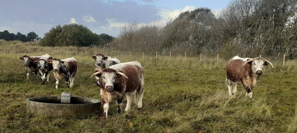 The cattle grazing at Birkdale Hills Local Nature Reserve