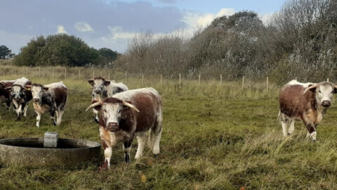 Cow found dead at Birkdale Hills Local Nature Reserve as owners urged to keep dogs on leads