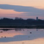 Winter view from Nel's hide in Marshside in Southport. Photo by Martin Campbell