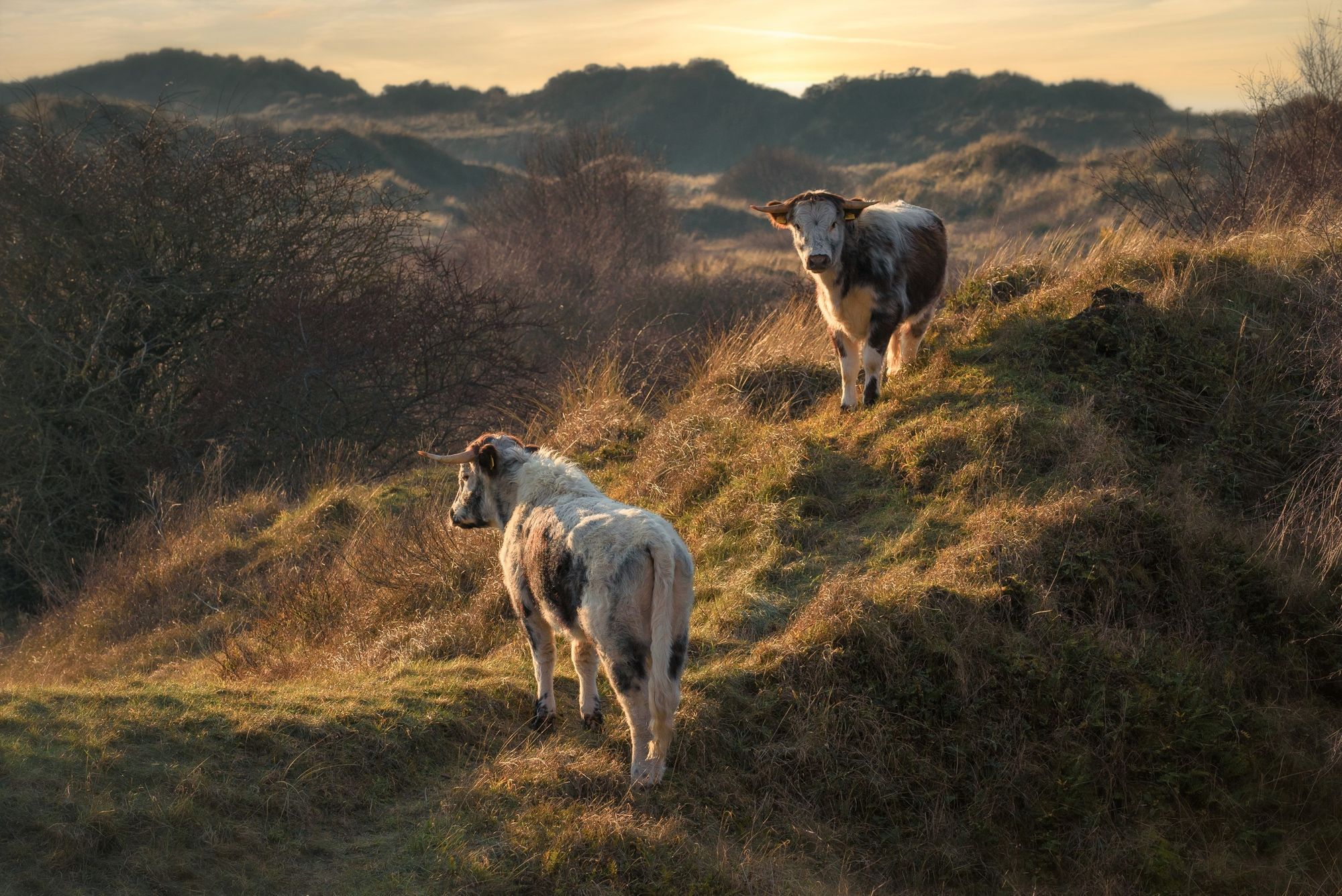 A stunning shot of the Longhorn cattle at Birkdale (Picture: Theresa Hobes)