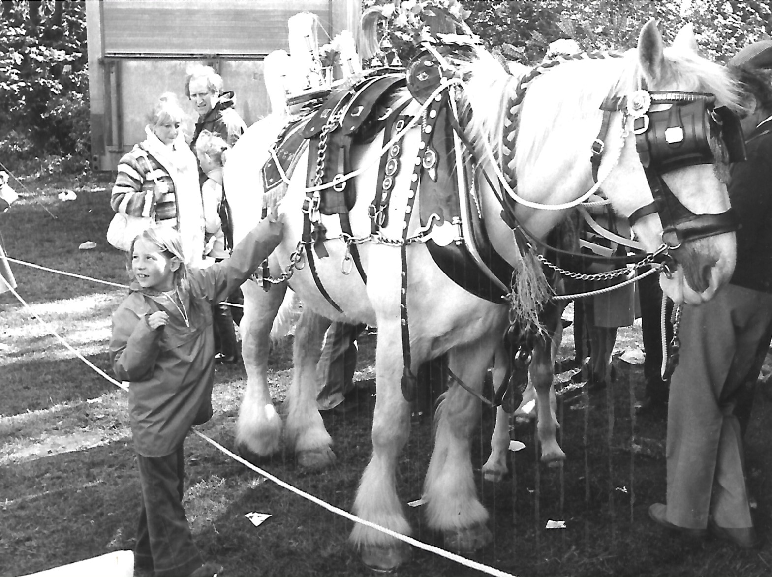 A shire horse  enjoys the faye at Rufford Old Hall in May 1982