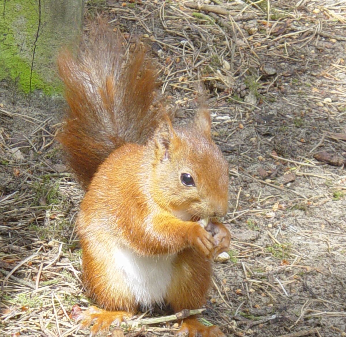 A red squirrel in the National Trust Nature reserve at Formby near Southport Photo Chris Horan