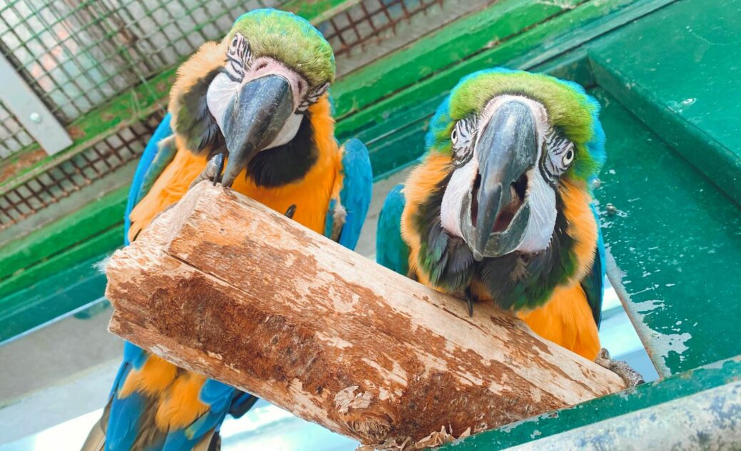 Macaws at the Botanic Gardens Aviaries in Churchtown