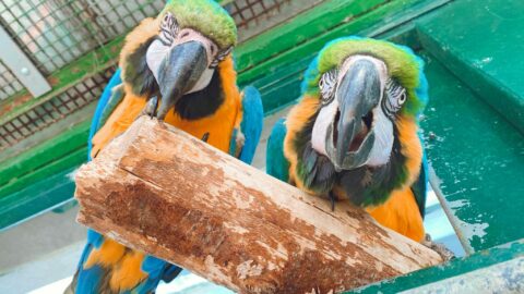 Botanic Gardens Aviaries working with Chester Zoo to improve facilities for birds